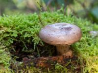 Pilz an Baumstammöffnung umgeben von Moos
